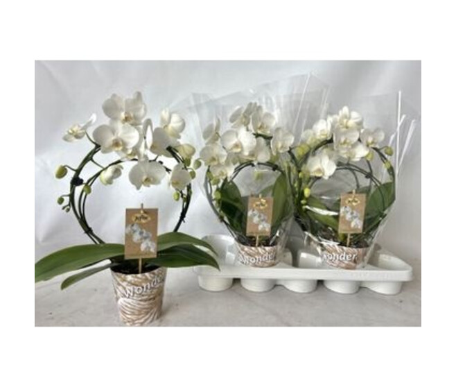 PHALAENOPSIS 3BR BLANC ARCEAU