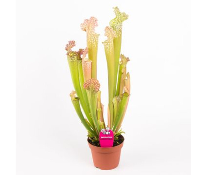 SARRACENIA FARHAMII