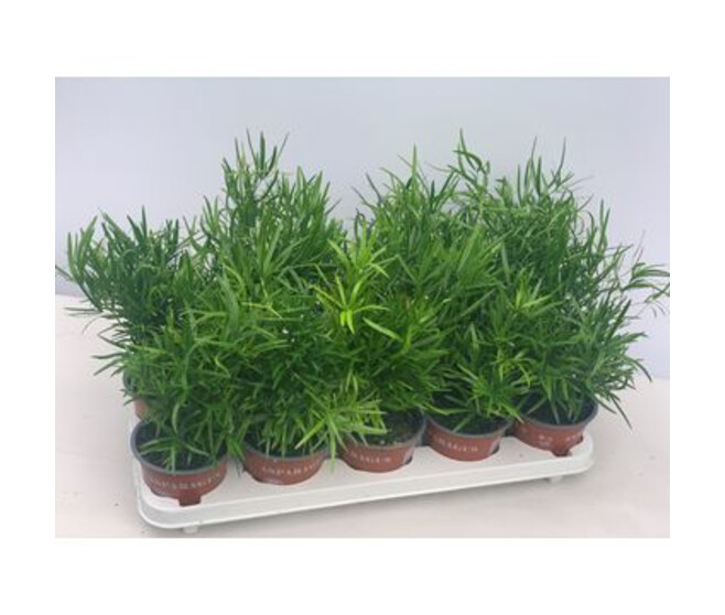 ASPARAGUS FALCATUS