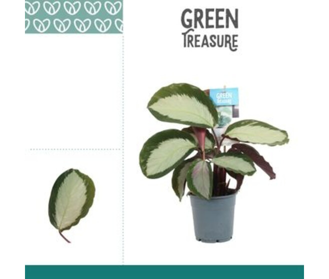 CALATHEA ROYAL
