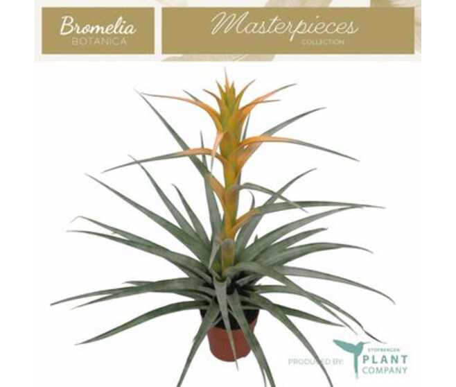 TILLANDSIA MAYA GOLD