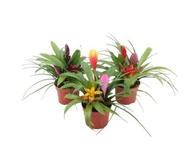 BROMELIACEE X3