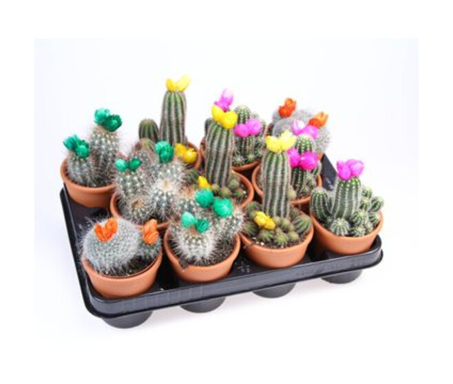 CACTUS FL IMIT VARIE P TERRE