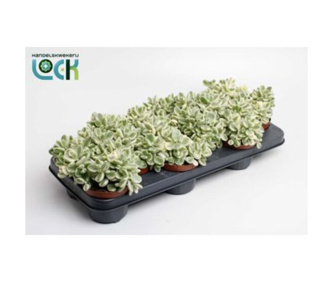 COTYLEDON TOMENTOSA