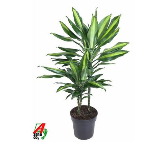 DRACAENA CINTHO 30-15