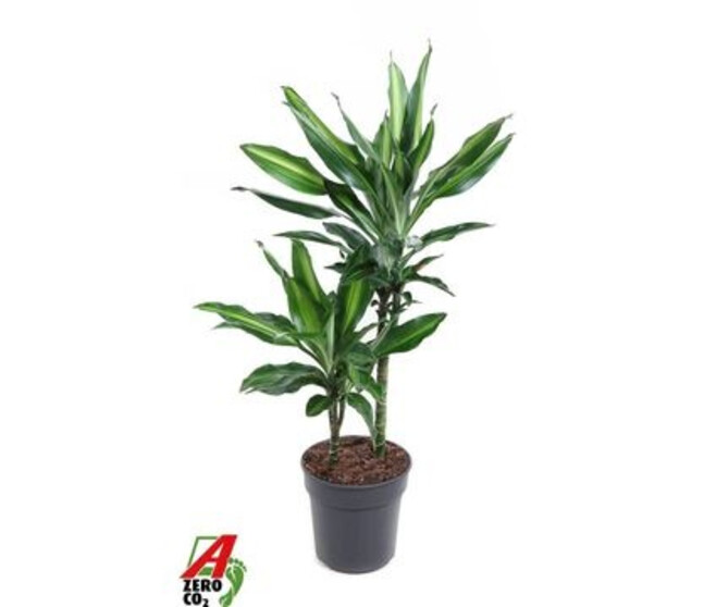 DRACAENA CINTHO 30-15