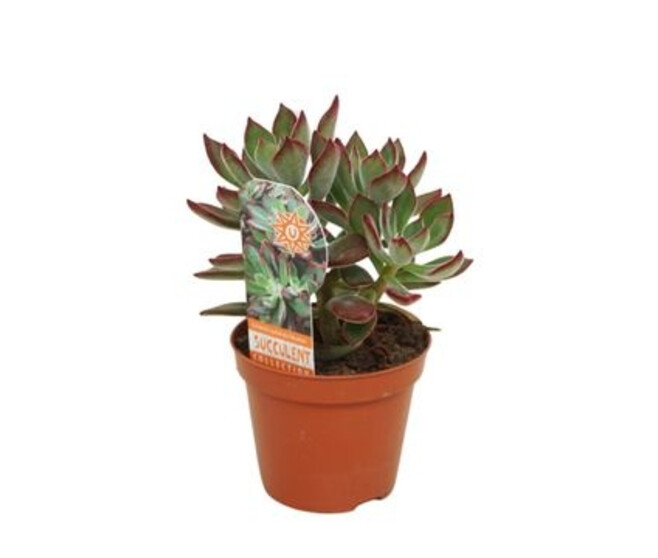 ECHEVERIA PULVINATA DEVOTION