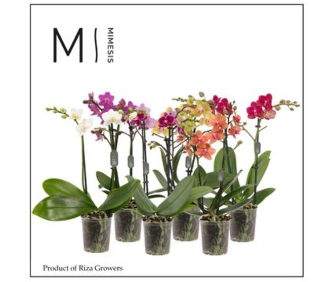 PHALAENOPSIS 2BR VARIE