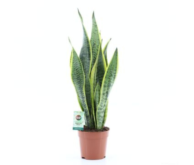 SANSEVIERIA LAURENTII