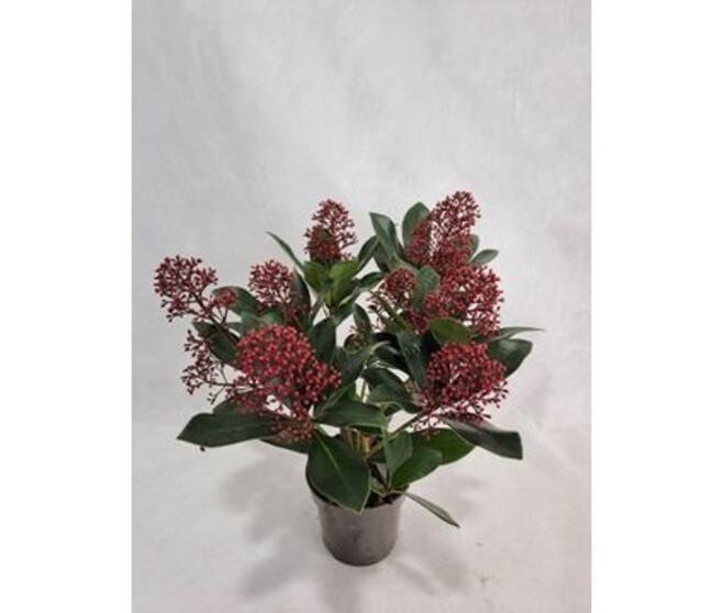 SKIMMIA RUBELLA