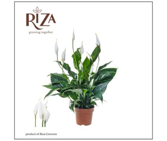 SPATHIPHYLLUM SWEET CURIOSA
