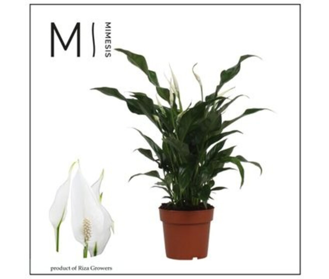 SPATHIPHYLLUM SWEET CURIOSA
