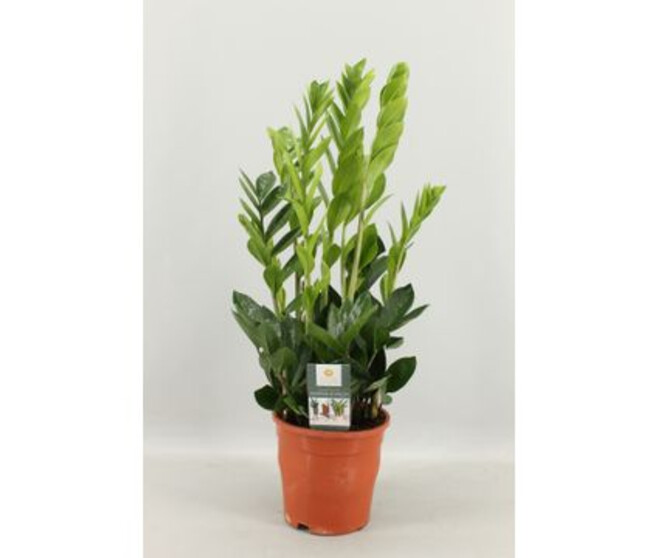 ZAMIOCULCAS 6+