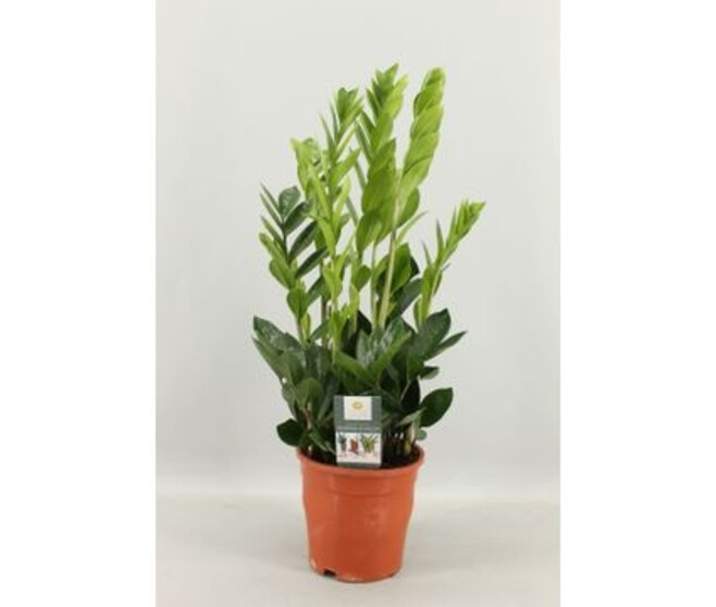 ZAMIOCULCAS 6+