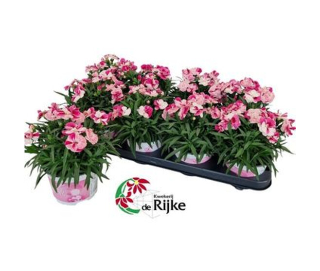 OEILLET SPRINT PINK AND PROUD