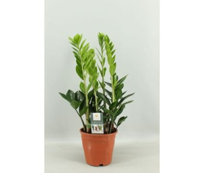 ZAMIOCULCAS 4+