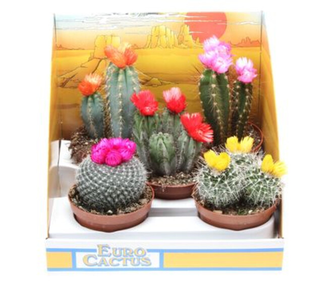 CACTUS FL IMIT