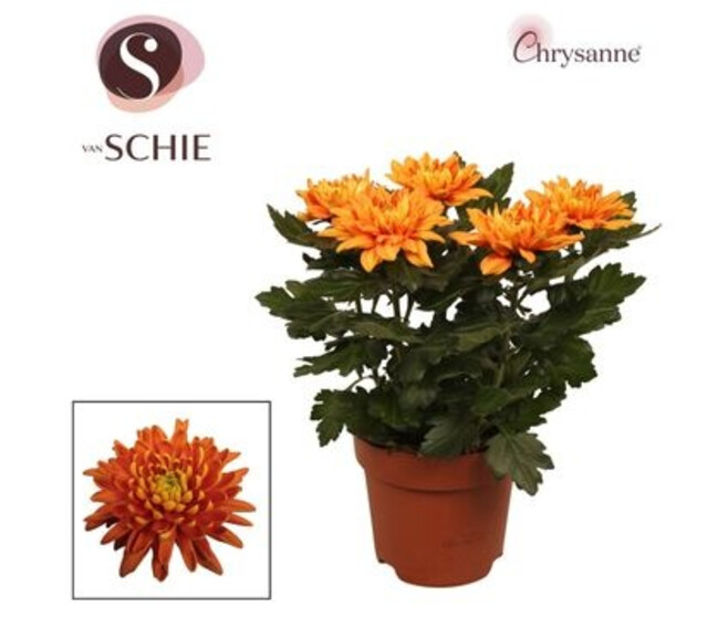 DENDRANTHEMA 5PP ORANGE