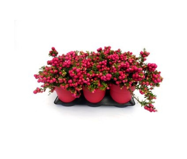 GAULTHERIA MUCRONATA ROUGE