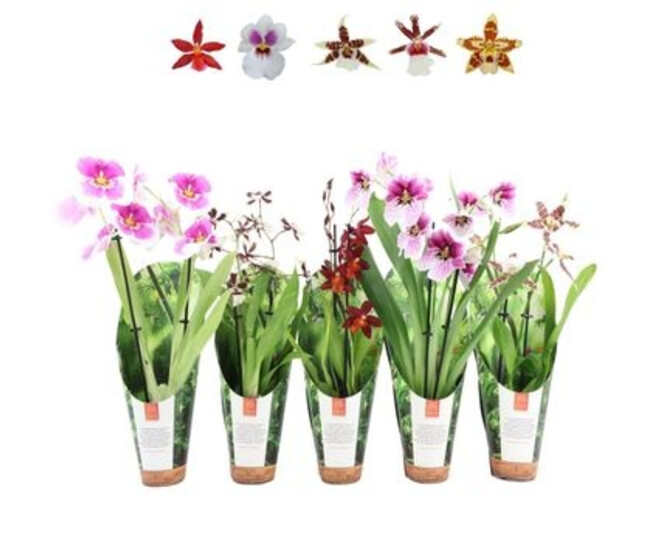 ORCHIDEE 2BR VARIEES