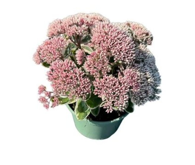 SEDUM TELEPHIUM