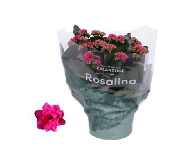 KALANCHOE FL DBLE ROSE