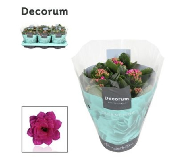 KALANCHOE FL DBLE PURPLE