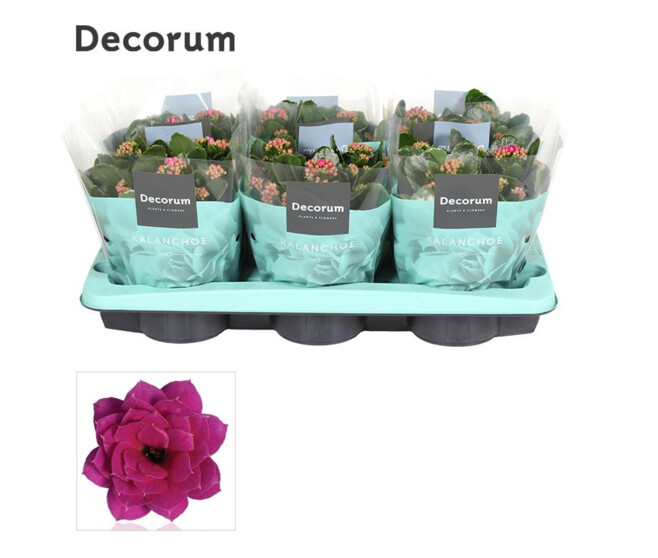 KALANCHOE FL DBLE PURPLE