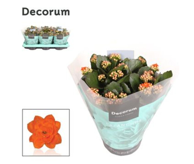 KALANCHOE FL DBLE ORANGE
