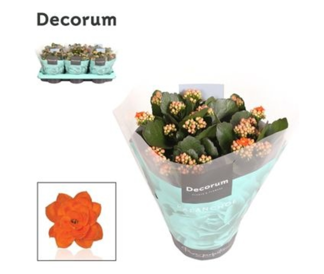 KALANCHOE FL DBLE ORANGE