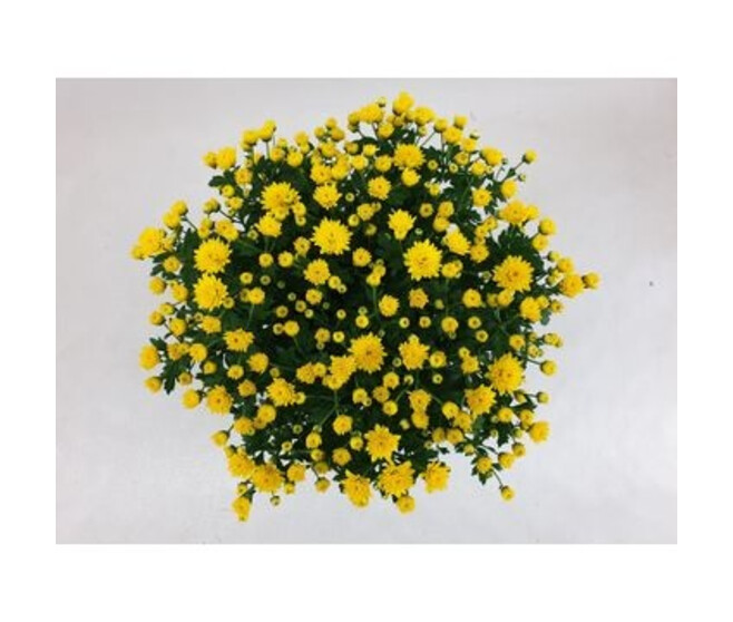 DENDRANTHEMA JASODA DARK JAUNE