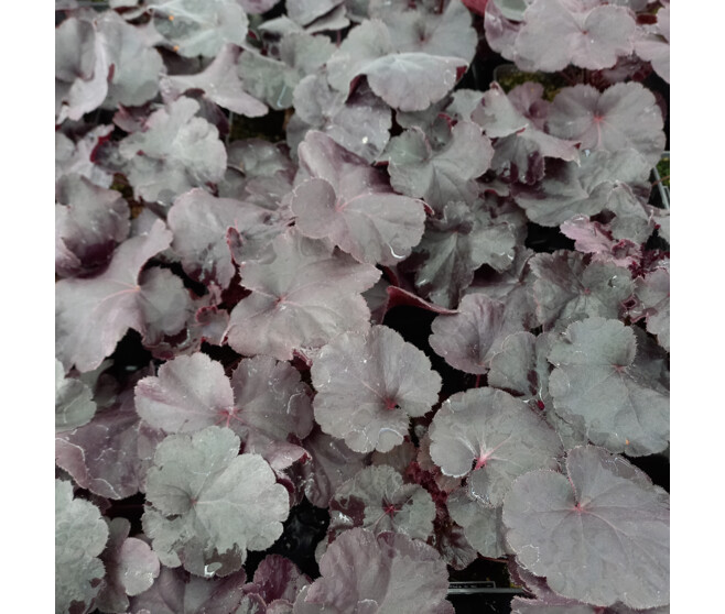 HEUCHERA BLACK FOREST CAKE