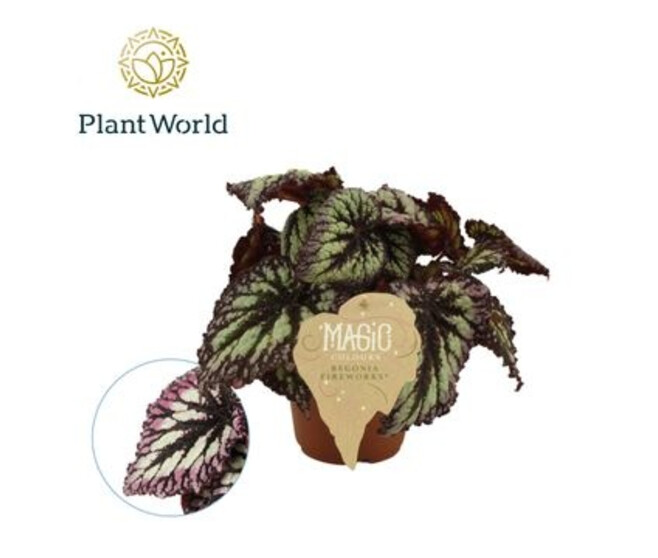 BEGONIA REX FIREWORKS