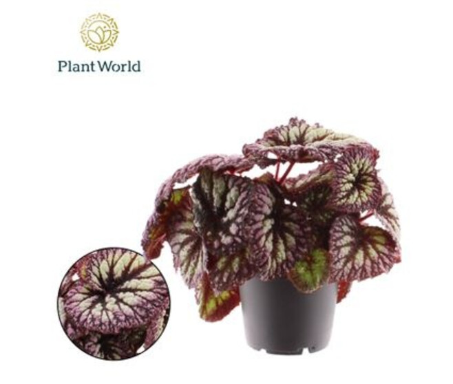 BEGONIA REX FIREWORKS