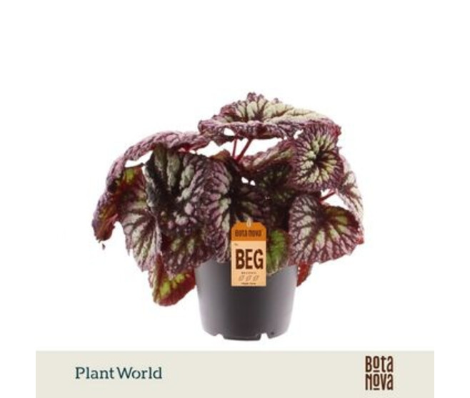BEGONIA REX FIREWORKS