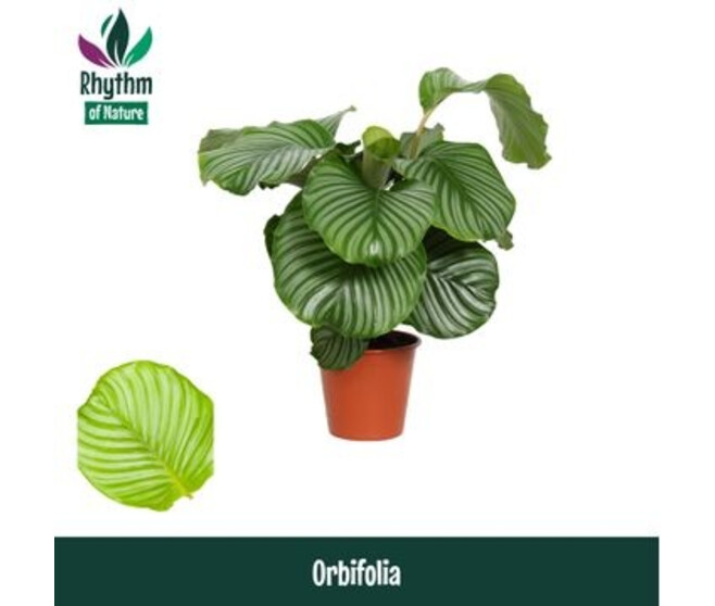 CALATHEA ORBIFOLIA