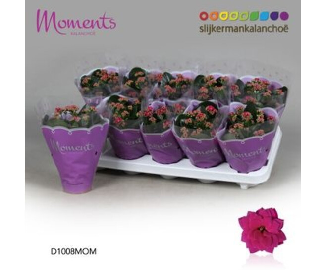 KALANCHOE FL DBLE VIOLET