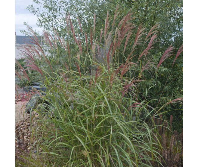 MISCANTHUS SINENSIS MALEPARTUS