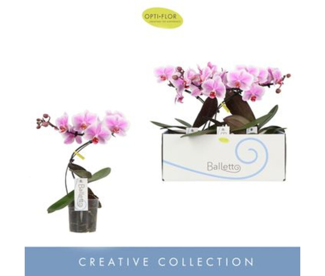 PHALAENOPSIS 1BR VARIE