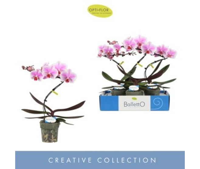 PHALAENOPSIS 1BR VARIE