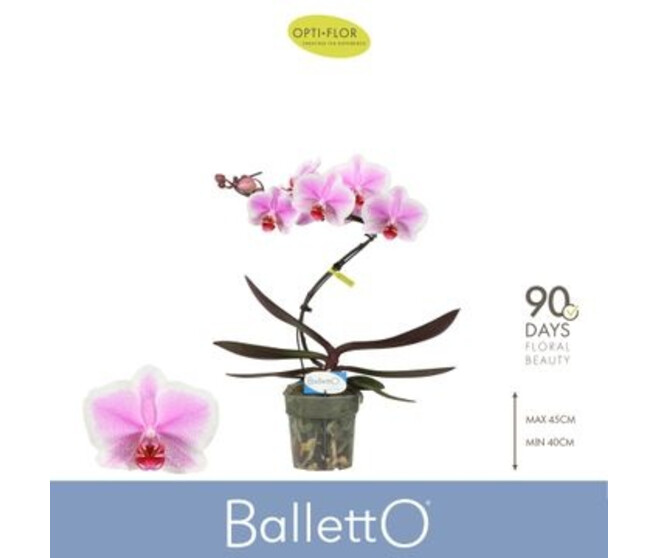PHALAENOPSIS 1BR VARIE