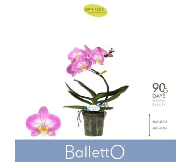 PHALAENOPSIS 1BR VARIE