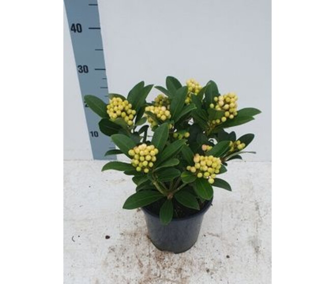SKIMMIA TEMPTATION