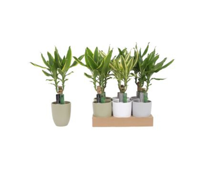 DRACAENA FRAGANS CERAM