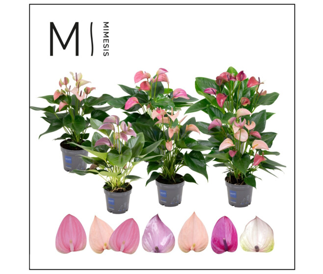 ANTHURIUM ANDREANUM VARIES