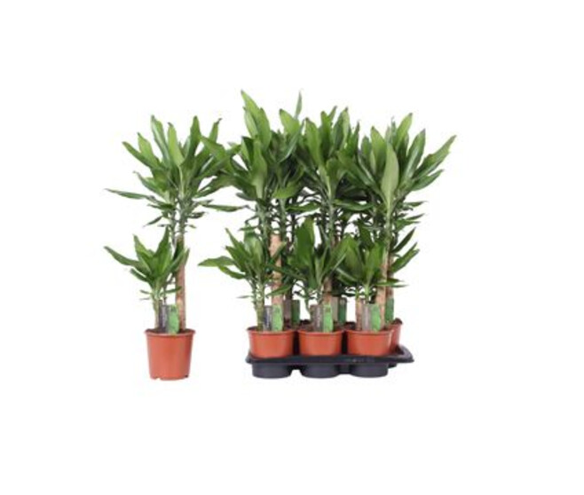 DRACAENA STEUDNERI 45-20