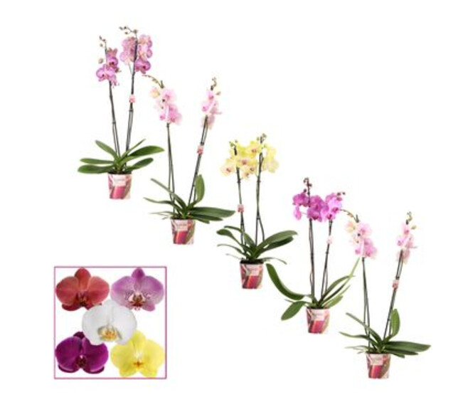 PHALAENOPSIS 2BR VARIE