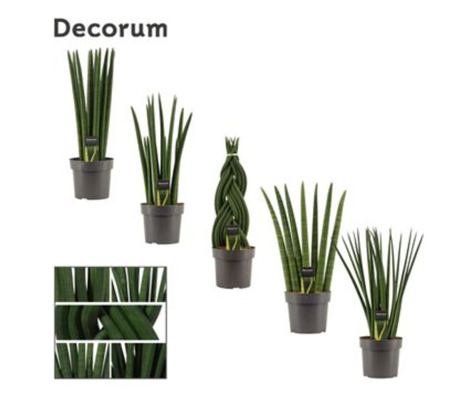 SANSEVIERIA CYLINDRICA VARIE