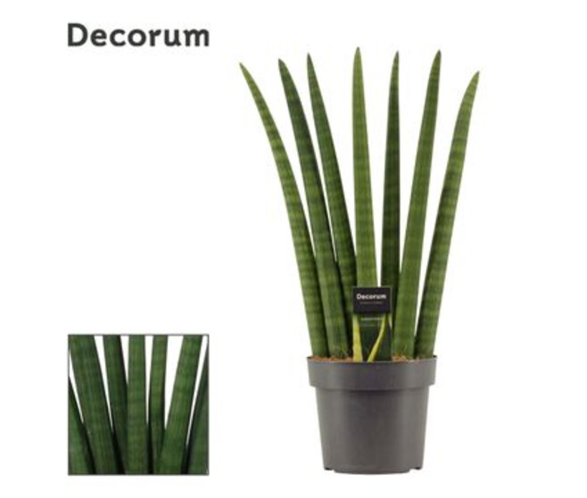 SANSEVIERIA CYLINDRICA FAN