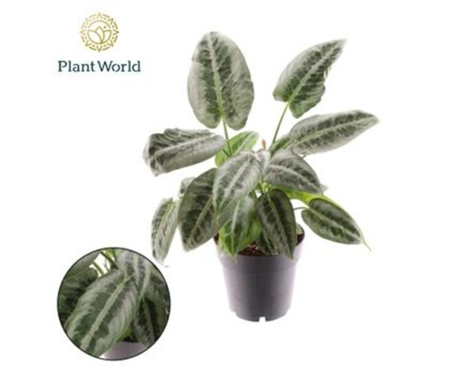 SCHISMATOGLOTTIS WALLICHII